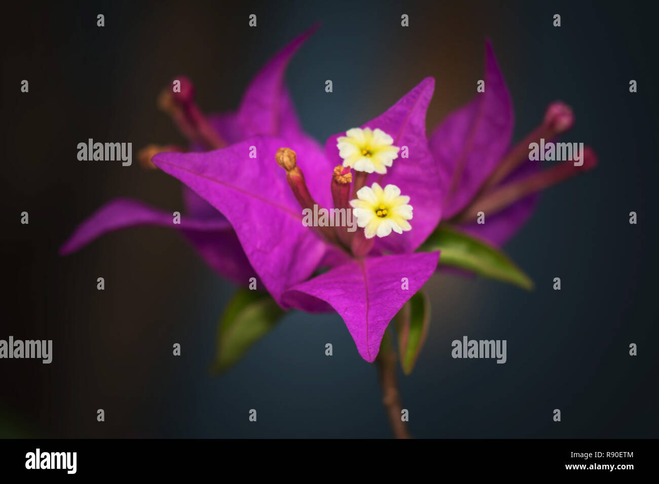 Flores de buganvilla y textura de fondo. Flores púrpura de buganvillas de  árbol. Vista cercana de bougainvillea flor morada. Flujo morado multicolor  Fotografía de stock - Alamy