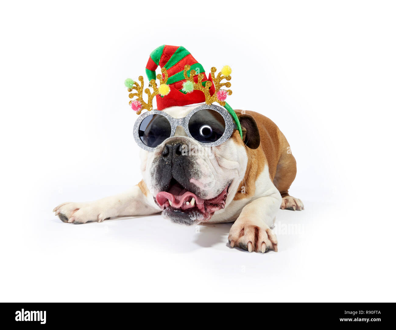 Un Bulldog Inglés mostrando cierta alegría festiva por llevar gafas de sol y festiva de astas Foto de stock