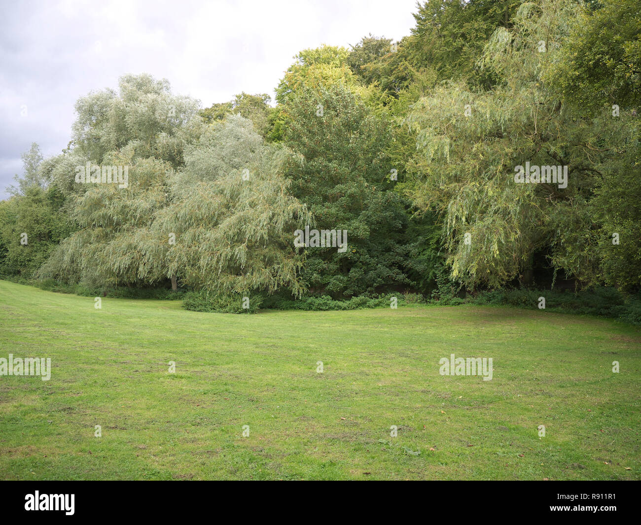 Los sauces llorones, a principios de otoño, colinas Hubbards, Louth