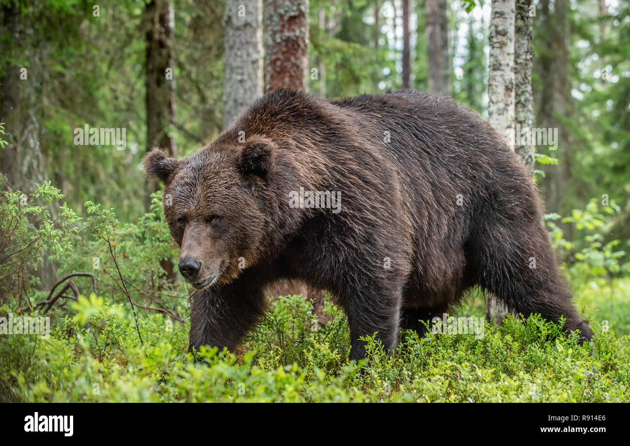 Macho adulto de oso pardo. Close Up retrato de oso pardo en el bosque de verano. Natural de fondo verde. Hábitat natural. Nombre científico: Ursus arctos Foto de stock