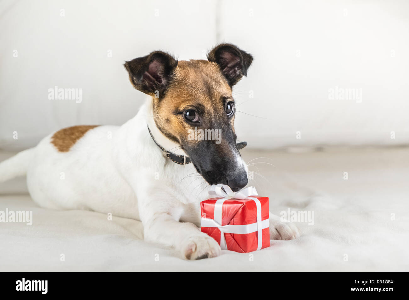 Regalo para perro fotografías e imágenes de alta resolución - Alamy
