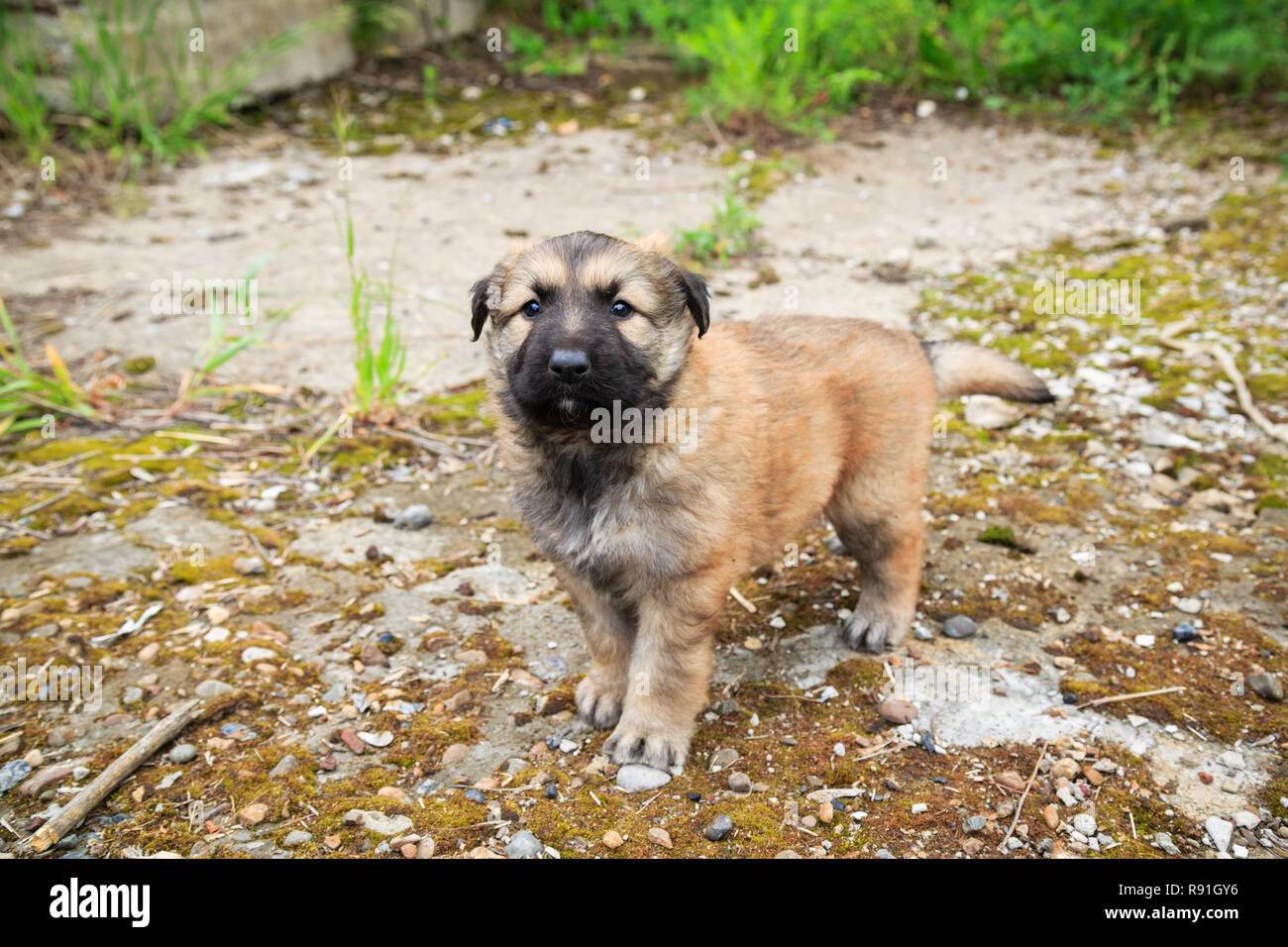 Cachorro de pastor del Cáucaso. Cute pet Fotografía de stock - Alamy