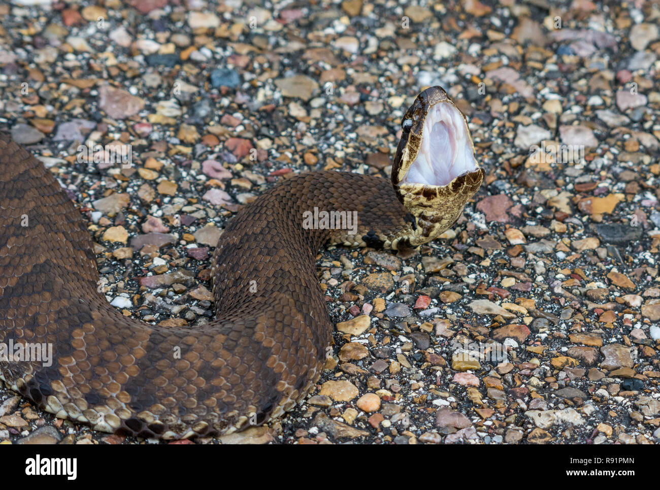 La serpiente (Agkistrodon Cottonmouth especies piscívoras), la virulenta pit viper muestra la agresión. Aransas National Wildlife Refuge, Texas, EE.UU. Foto de stock