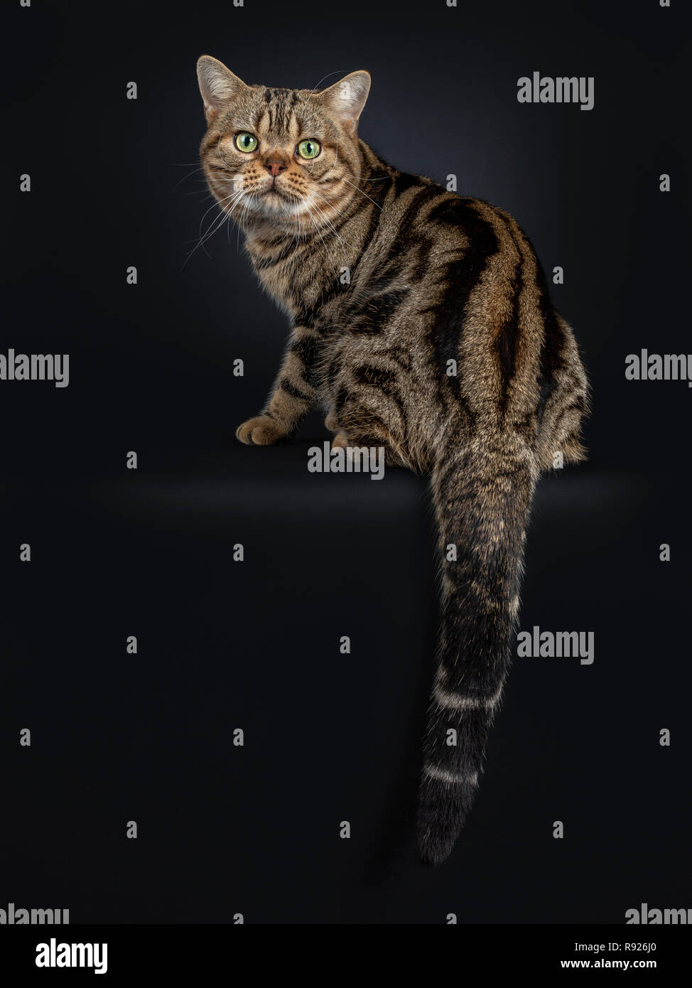 Apuesto joven adulto atigrado negro American Shorthair gato sentado atrás. Mirando por encima del hombro recto con lente con ojos amarillo / verde. Aislados o Foto de stock