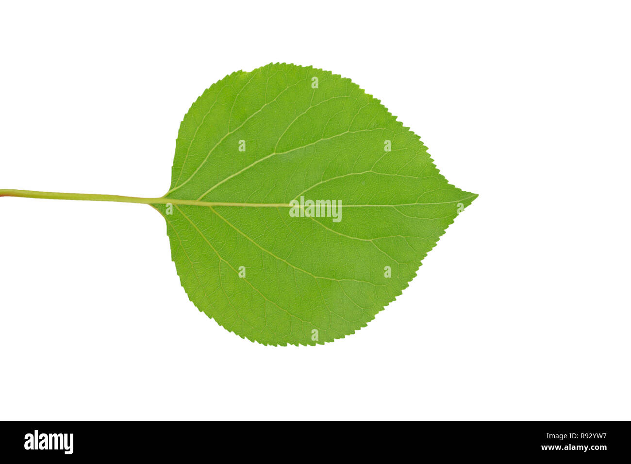 Más que nada punto Aclarar Una hoja redonda de color verde con rayas aislado sobre fondo blanco  Fotografía de stock - Alamy