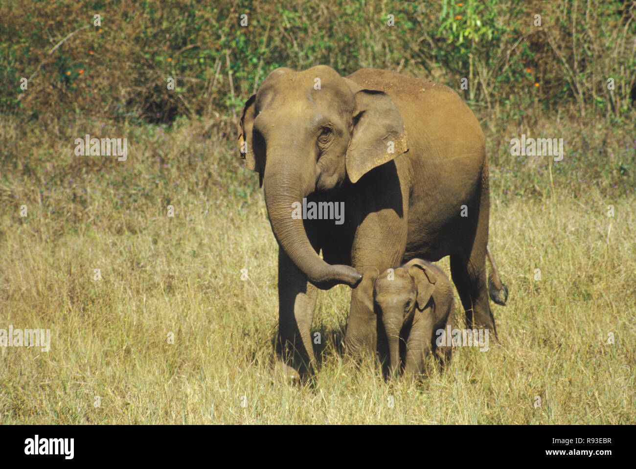 El Elefante y el ternero, Elephas maximus Foto de stock