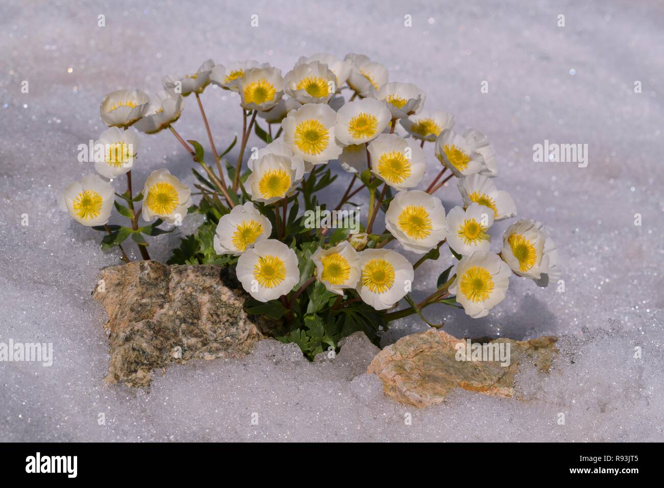El glaciar Crowfoot (Ranunculus glacialis), florece en la nieve, Diavolezza, Alpes orientales, Engadin, Suiza Foto de stock