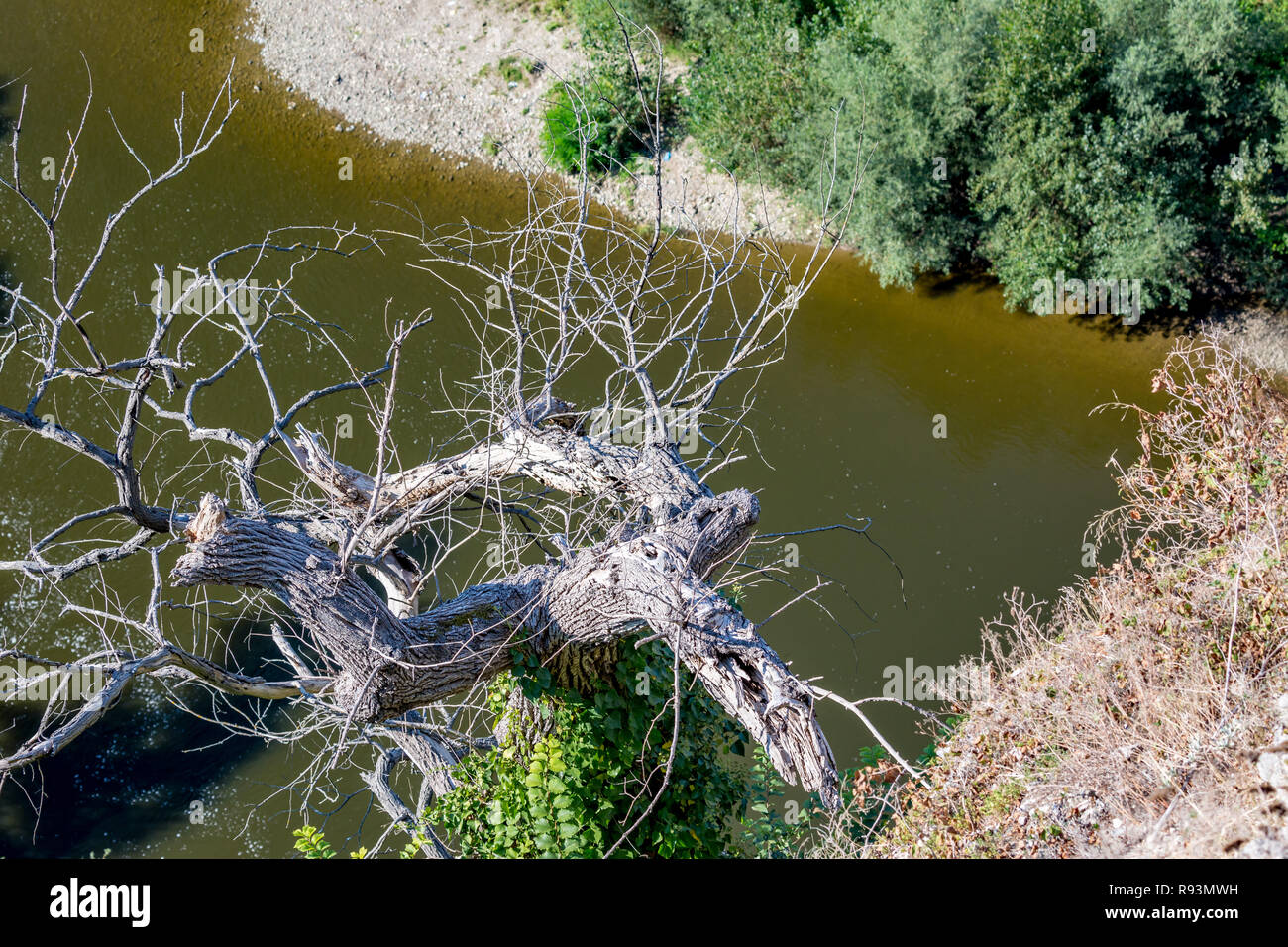 Arbol de sauce lloron blanco y negro Fotos e Imágenes de stock Alamy