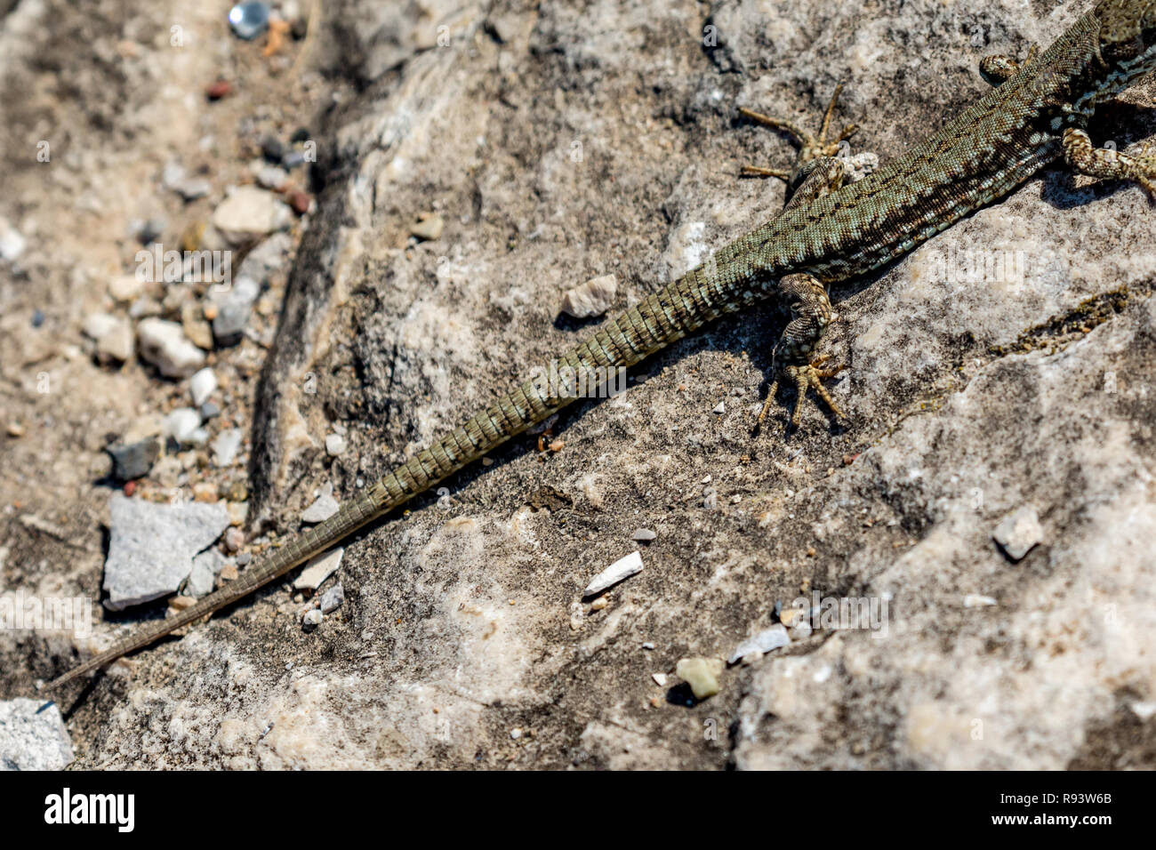 Acercamiento con el enfoque selectivo en el cuerpo verde y marrón de un pequeño lagarto tomando sol calidez en un soleado día de otoño sobre una roca en Bulgaria Foto de stock