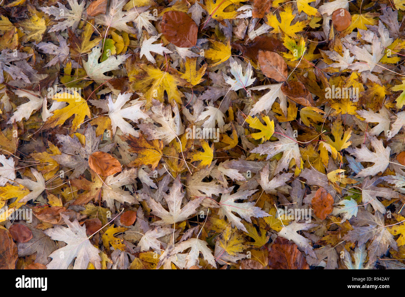 Arce (lat. Acer) otoño de follaje, las hojas. Ahorn (lat. Acer), Blaetter Herbstlaub. Foto de stock