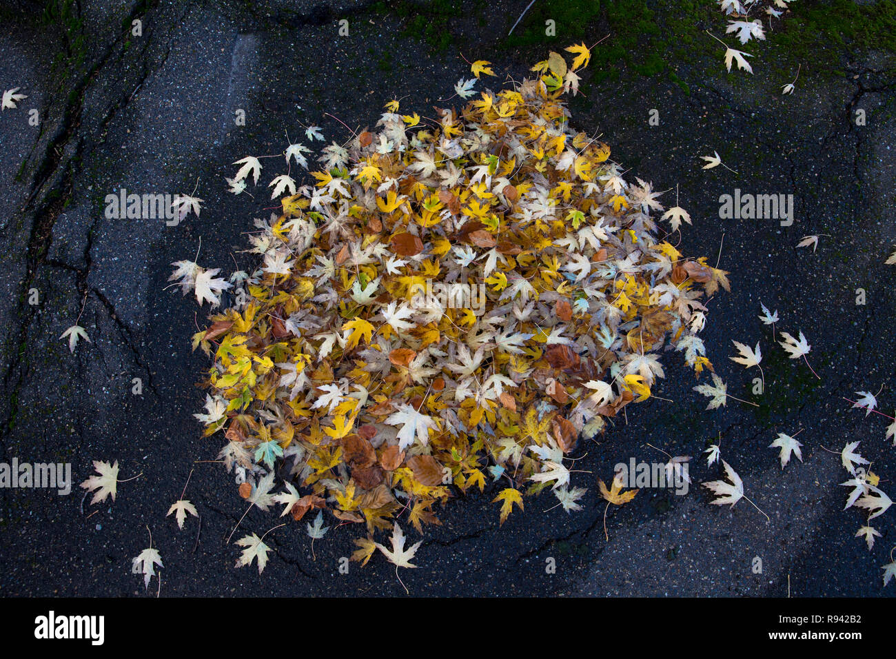 Arce (lat. Acer) otoño de follaje, las hojas. Ahorn (lat. Acer), Blaetter Herbstlaub. Foto de stock