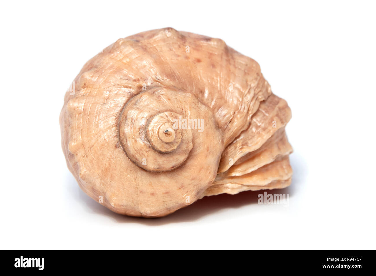 Seashell sobre un fondo blanco. Foto de stock