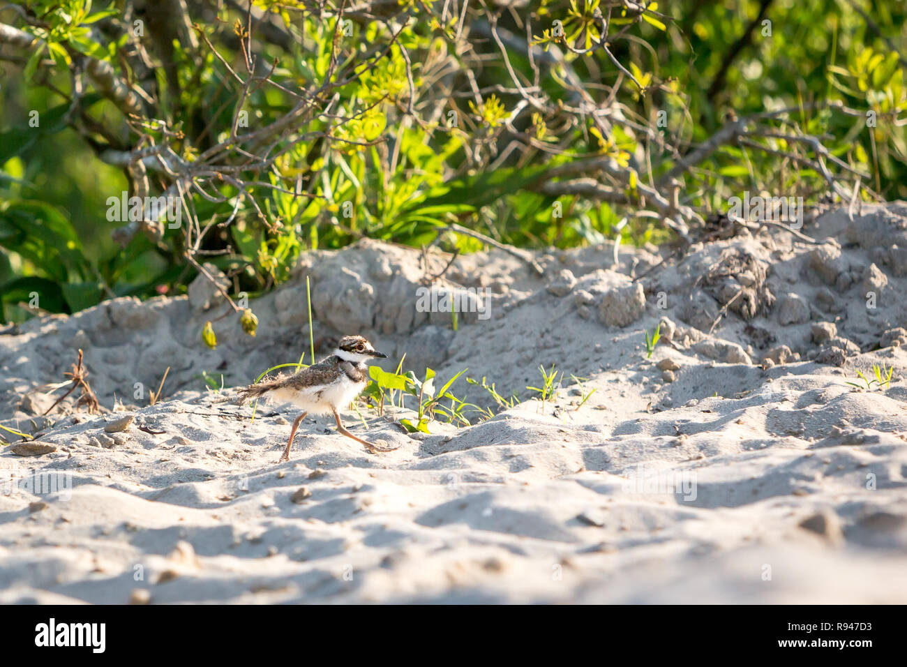 Un polluelo Killdeer (Charadrius vociferus) corriendo a través de la arena en Assateague Island National Seashore, Maryland Foto de stock