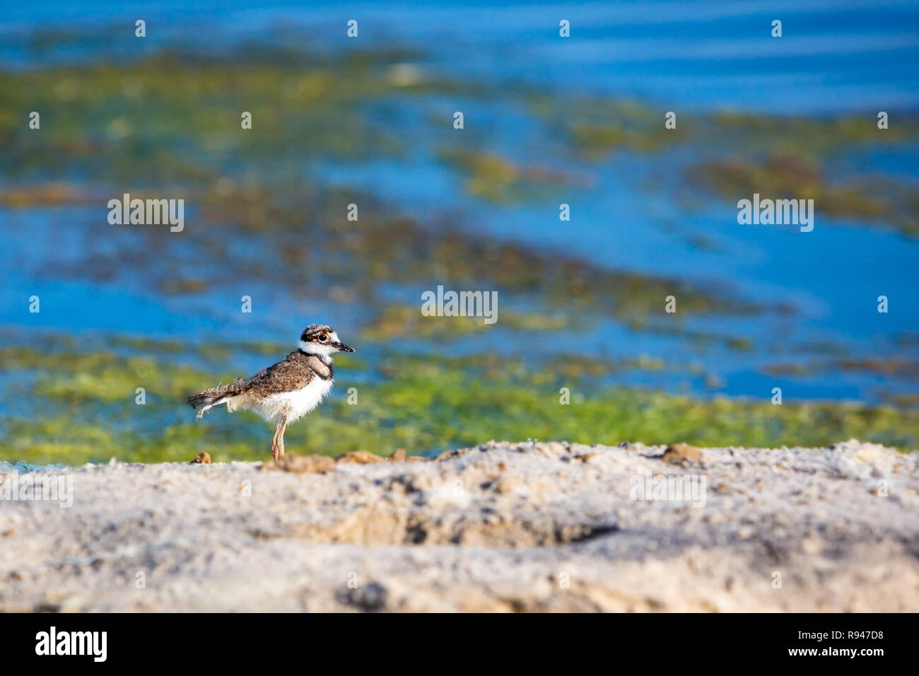 Un polluelo Killdeer (Charadrius vociferus) por el agua en Assateague Island National Seashore, Maryland Foto de stock