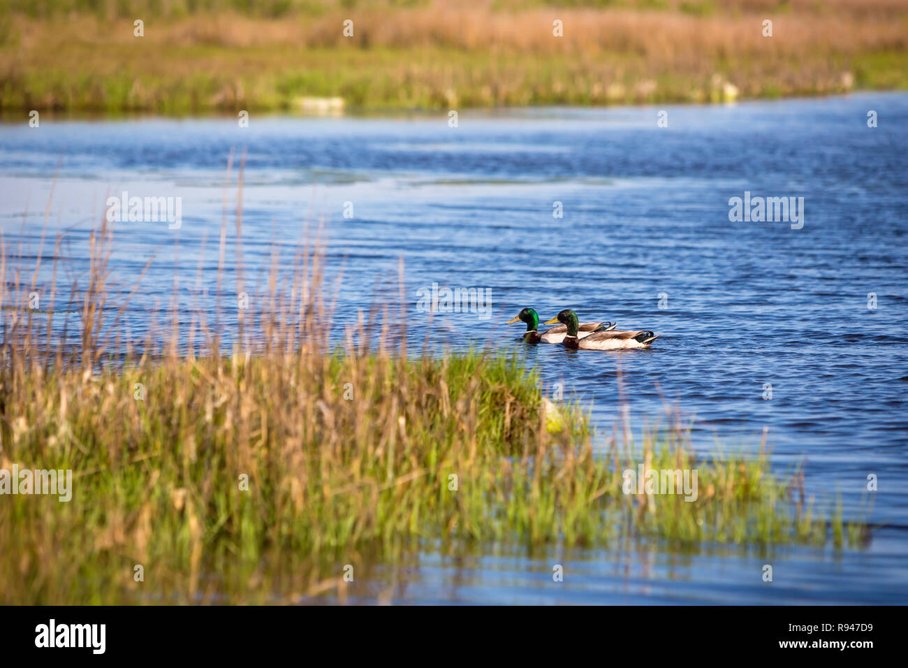 Una pareja de patos (Anas platyrhynchos) nadando en la bahía en Assateague Island National Seashore, Maryland Foto de stock