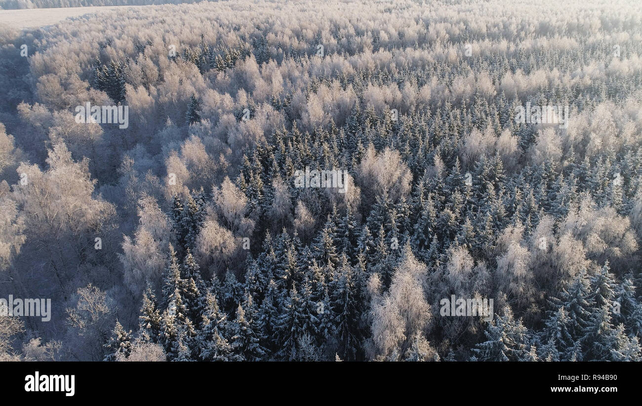 Vista aérea del paisaje invernal bosque cubierto de nieve, escarcha. Ramas congelado con escarcha en invierno bosque en día soleado Foto de stock