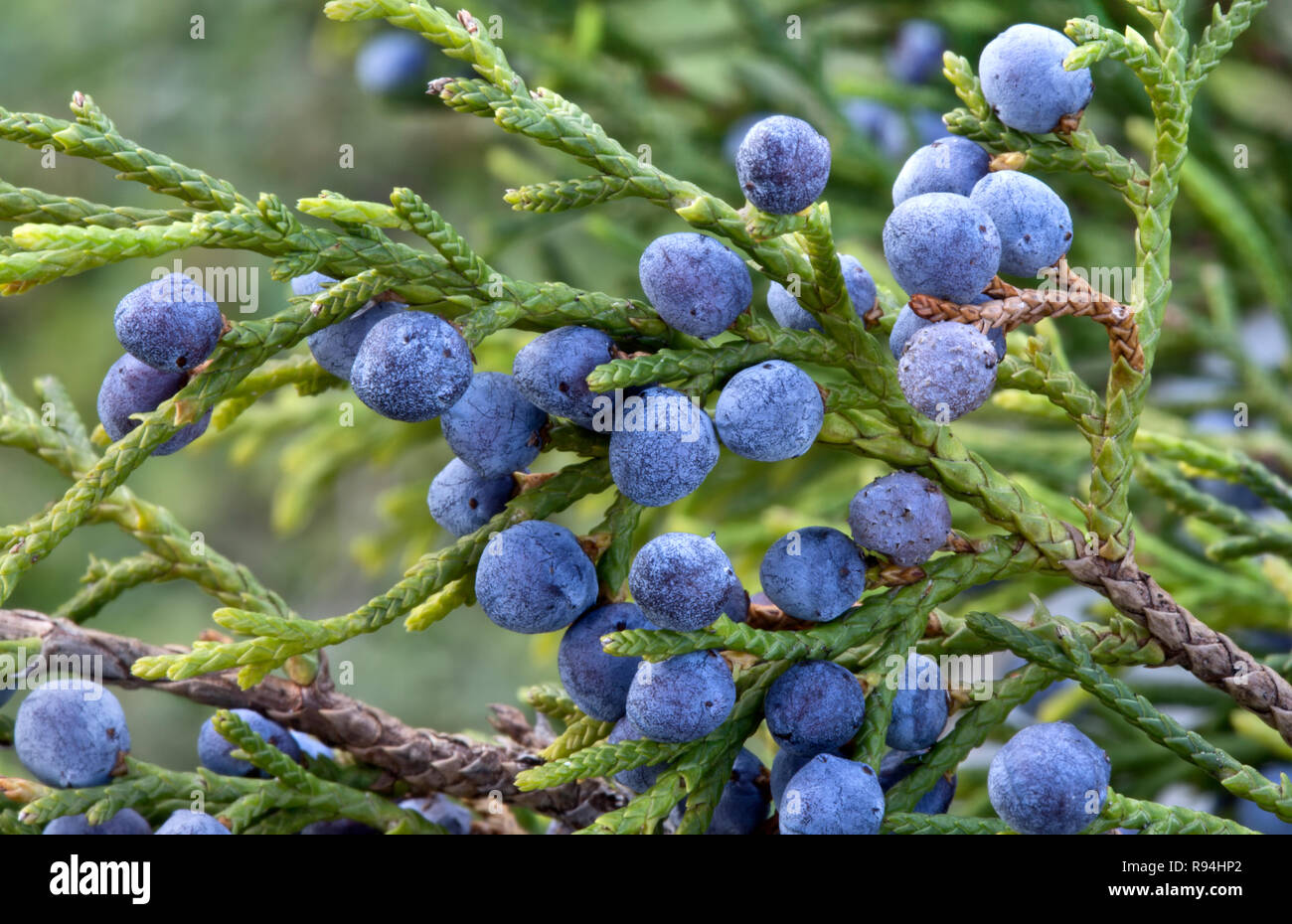 Rama de Cedro Rojo del Sur mostrando follaje joven, carnoso maduro con conos hembra azul "Juniperus silicicola' . Foto de stock