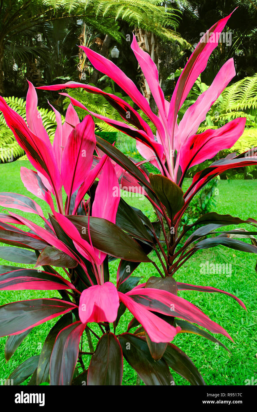 Hawaiian Ti nombre latino Cordyline Terminalis plantas rodeado por otras plantas verdes. Foto de stock