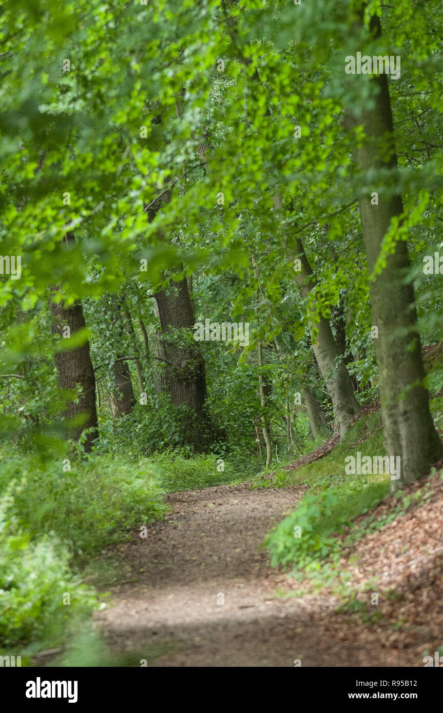 07.08.2012, Geesthacht, Schleswig-Holstein, Alemania - Naturraum Wald Am Elbufer. 0RX136CAROEX120807D.JPG GT [modelo de liberación: no aplicable, propiedad R Foto de stock