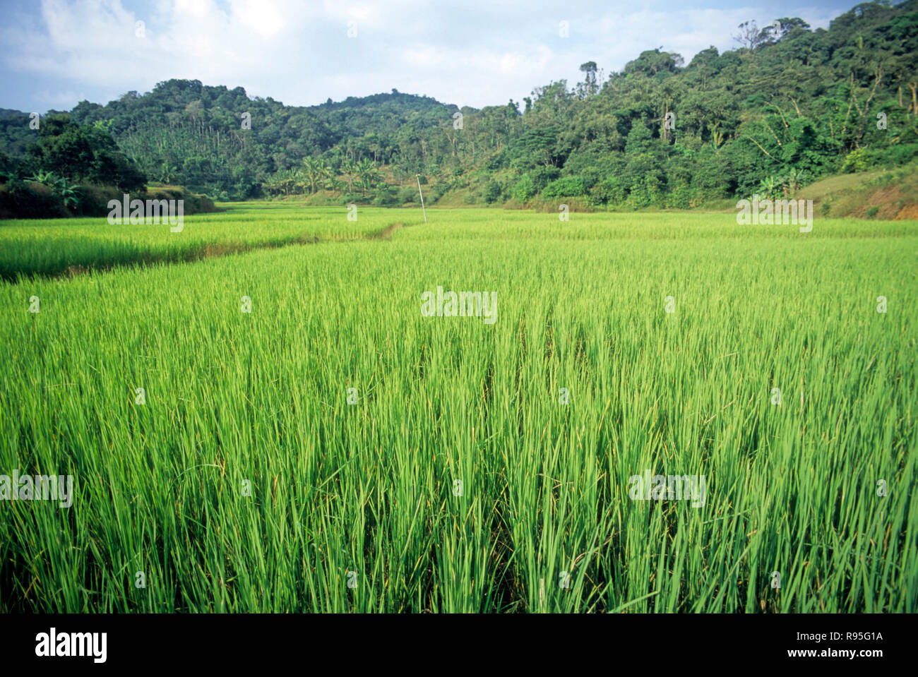 Los arrozales, Karnataka, India Foto de stock