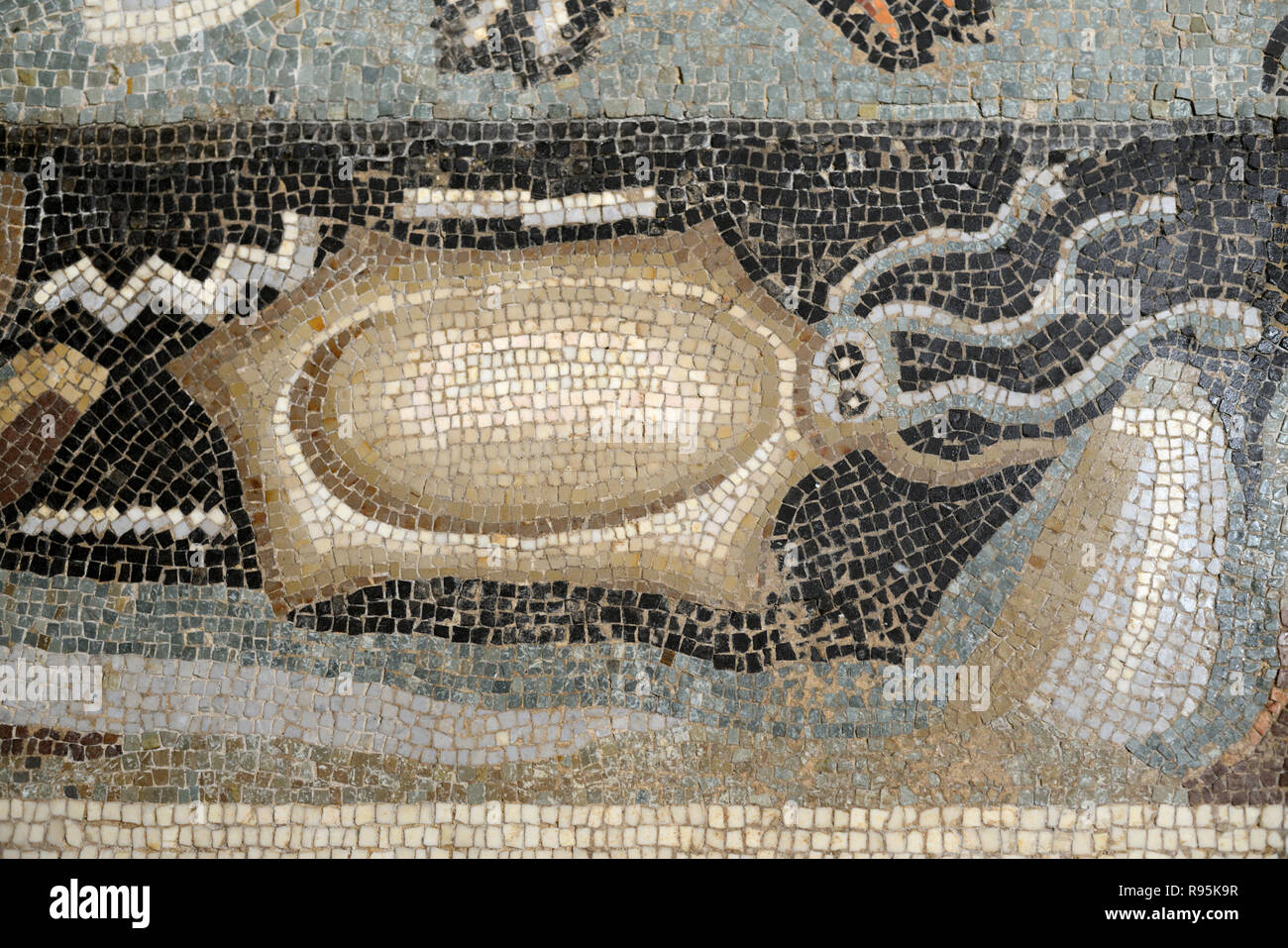 Piso de mosaico romano (c3rd-c4ª) de sepia y fondos marinos del Mediterráneo desde la antigua ciudad romana de Ammaedara Haidra Túnez Foto de stock