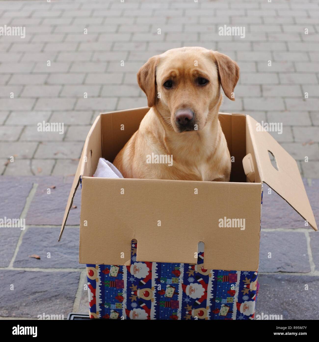 Perro en una caja fotografías e imágenes de alta resolución - Alamy