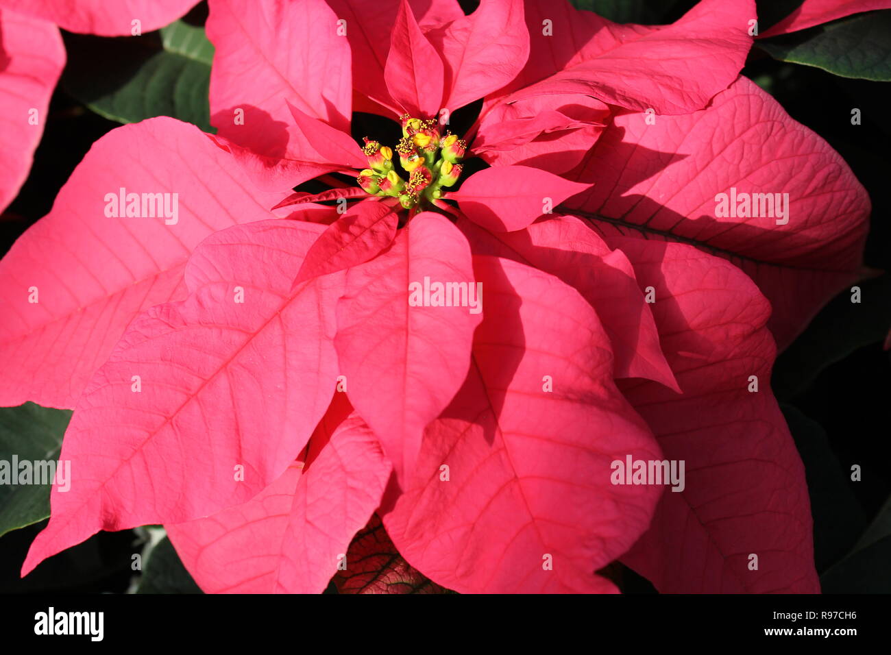 Rosa Poinsettia, Euphorbia pulcherrima, Estrella de Navidad, Flor de  Nochebuena, Flor de Pascua, creciendo en el soleado prado de flores  Fotografía de stock - Alamy