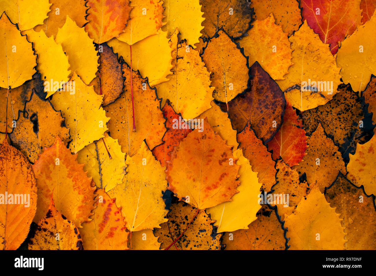 Otoño de hojas de abedul en el piso del bosque con los patrones de la naturaleza Foto de stock