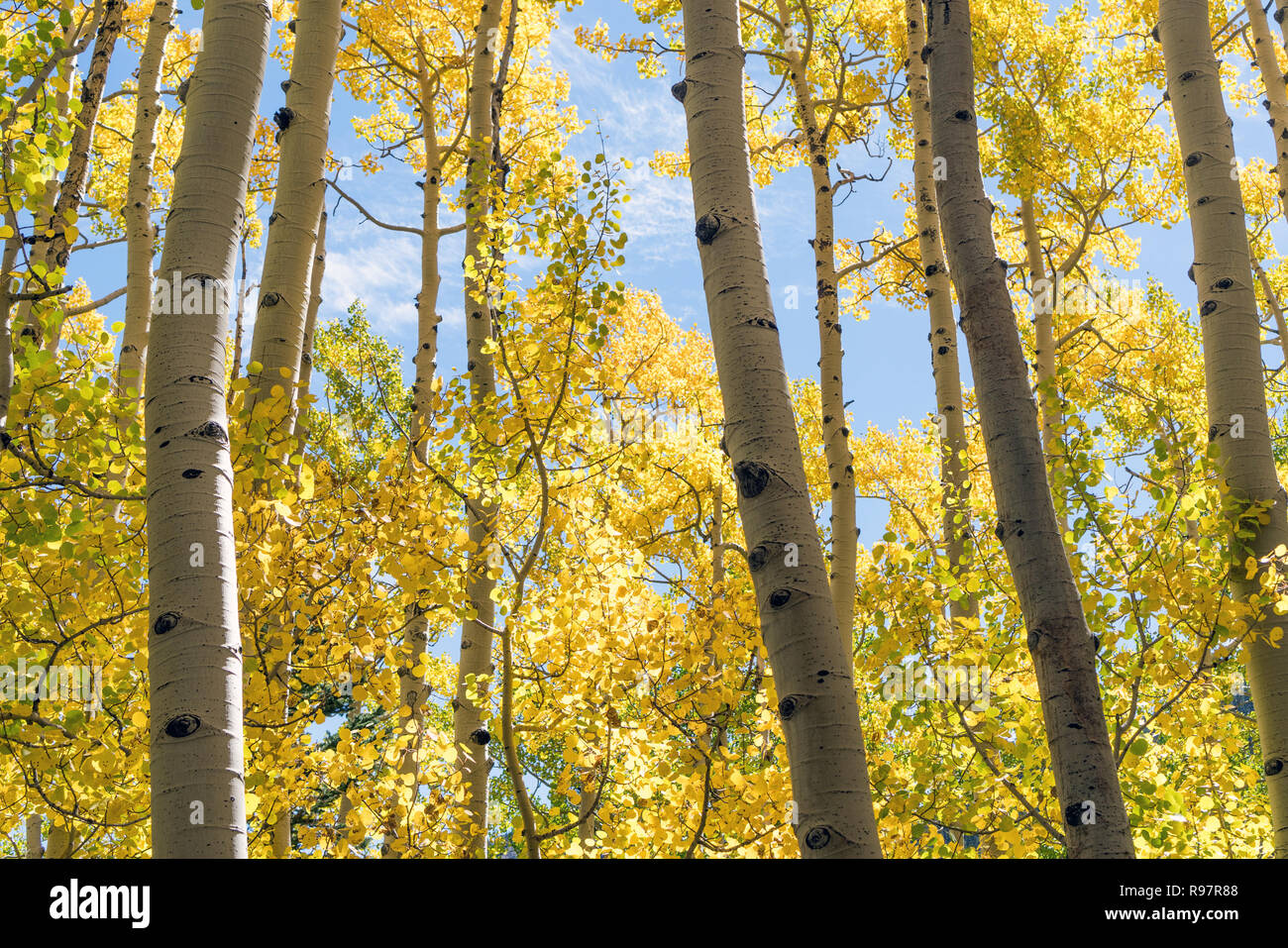 Aspen amarillo árboles con follaje de otoño, temporada de otoño árboles de cambio Foto de stock