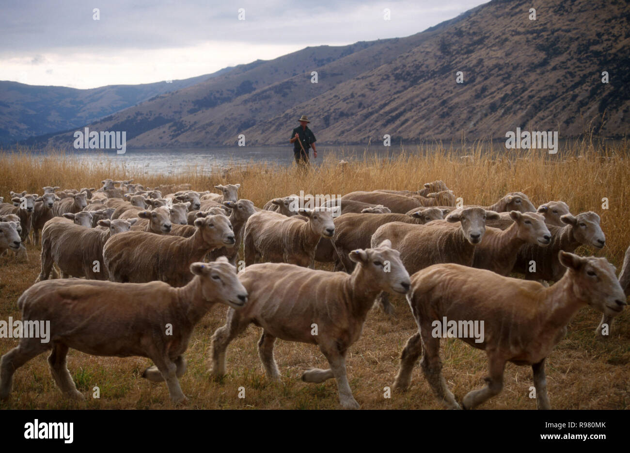 UN GRANJERO MUEVE UNA MANADA DE OVEJAS RECIÉN PLAYERAS, NUEVA ZELANDA RURAL. Foto de stock