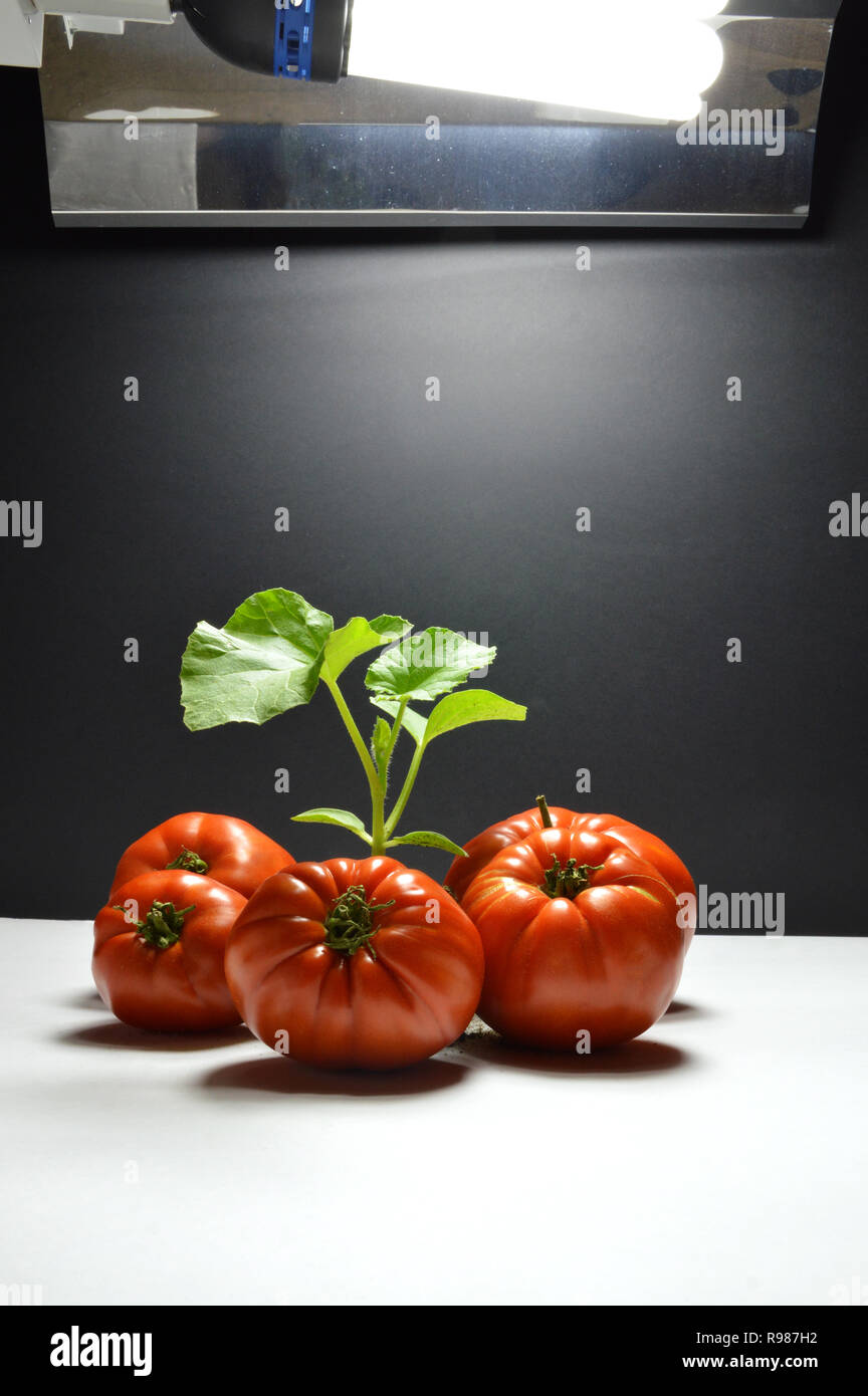 Las plantas de tomate creciendo bajo una lámpara de crecimiento (luz artificial) en la jardinería de interiores o el cultivo de interior. Cosecha de tomate Foto de stock