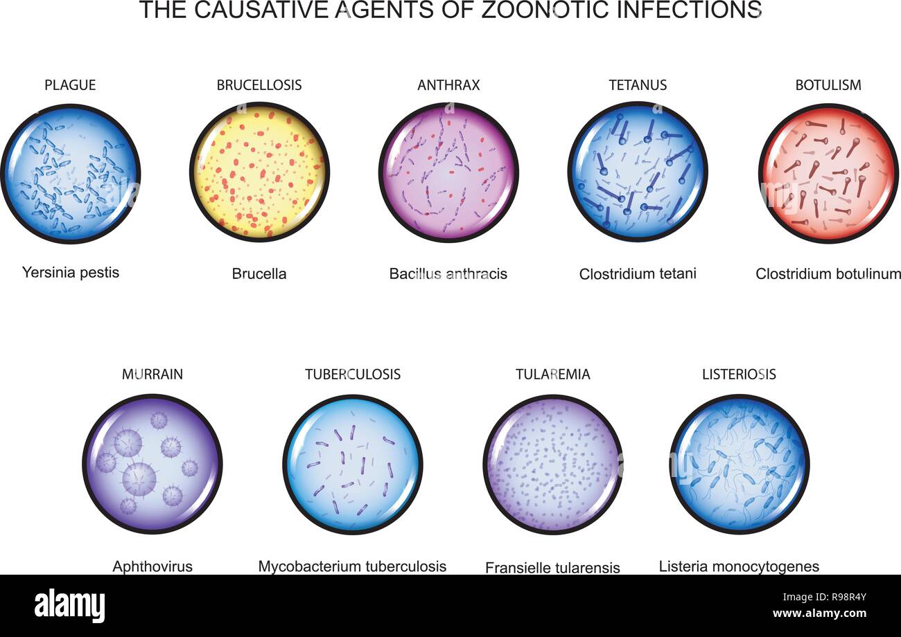 Ilustración vectorial de los agentes causantes de infecciones zoonóticas Ilustración del Vector