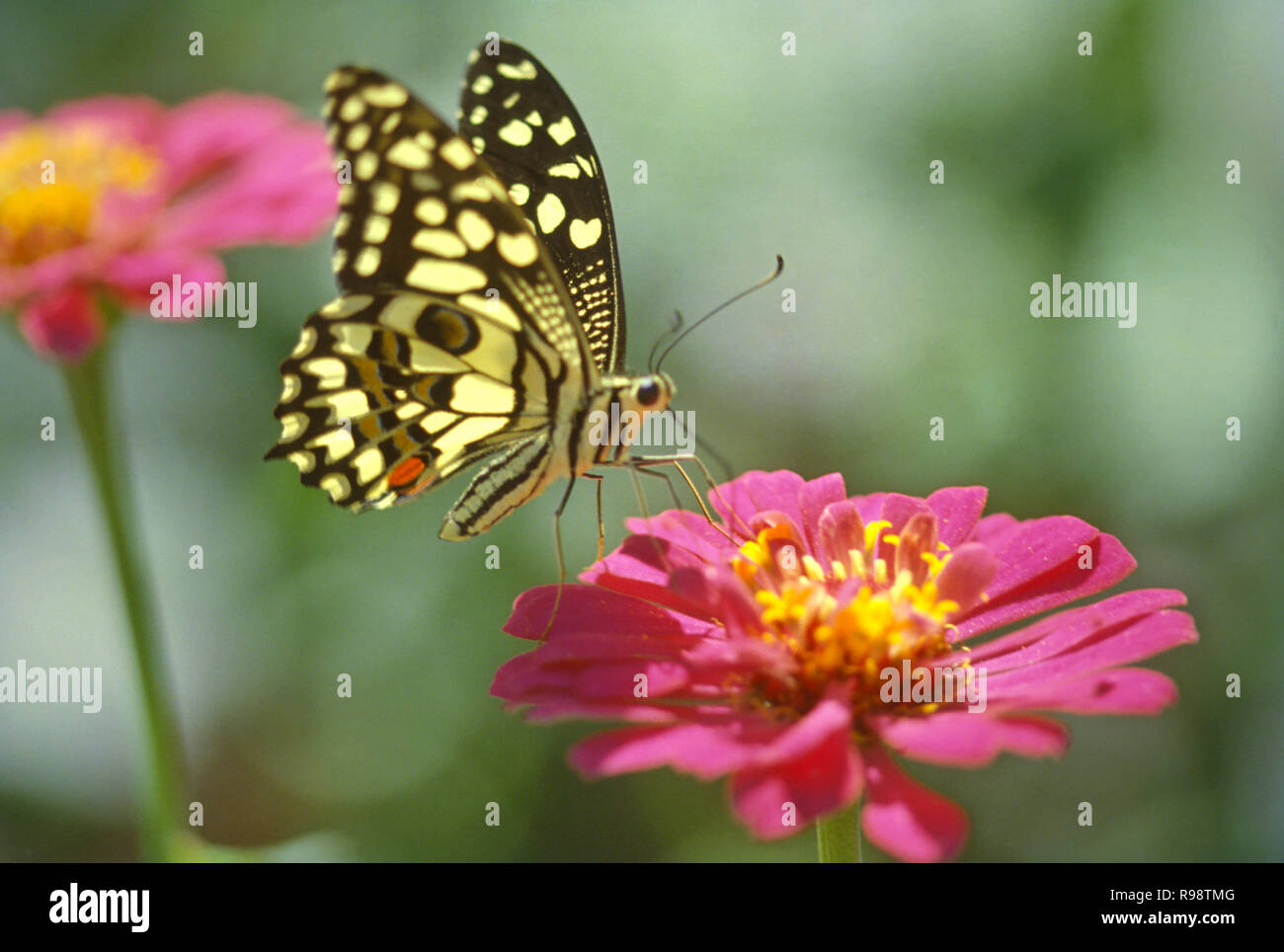 Chupar el polen de la flor de mariposa Foto de stock