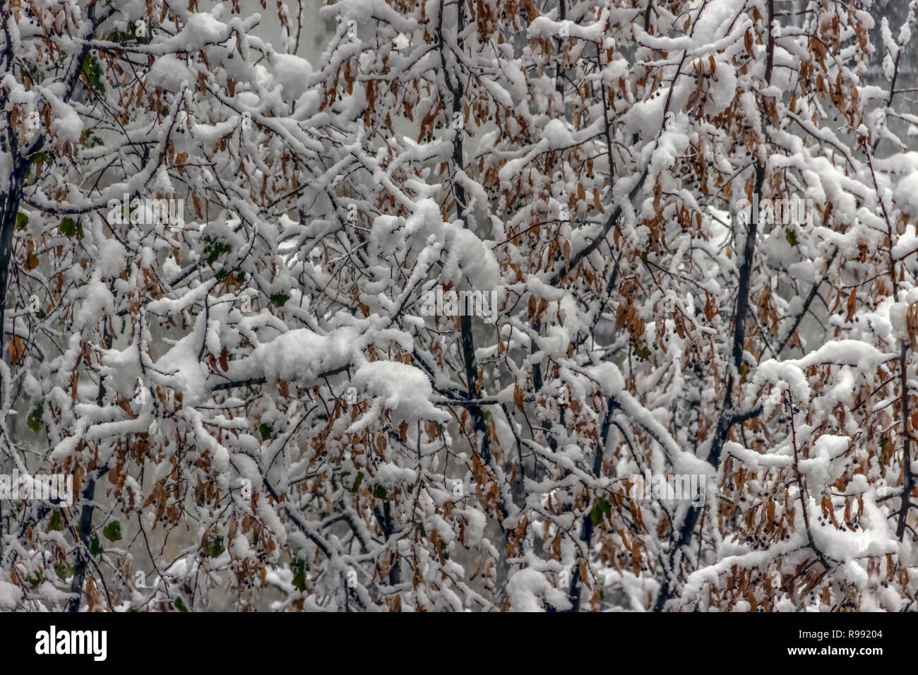 Ramas de árbol cubierto con hielo y nieve Foto de stock