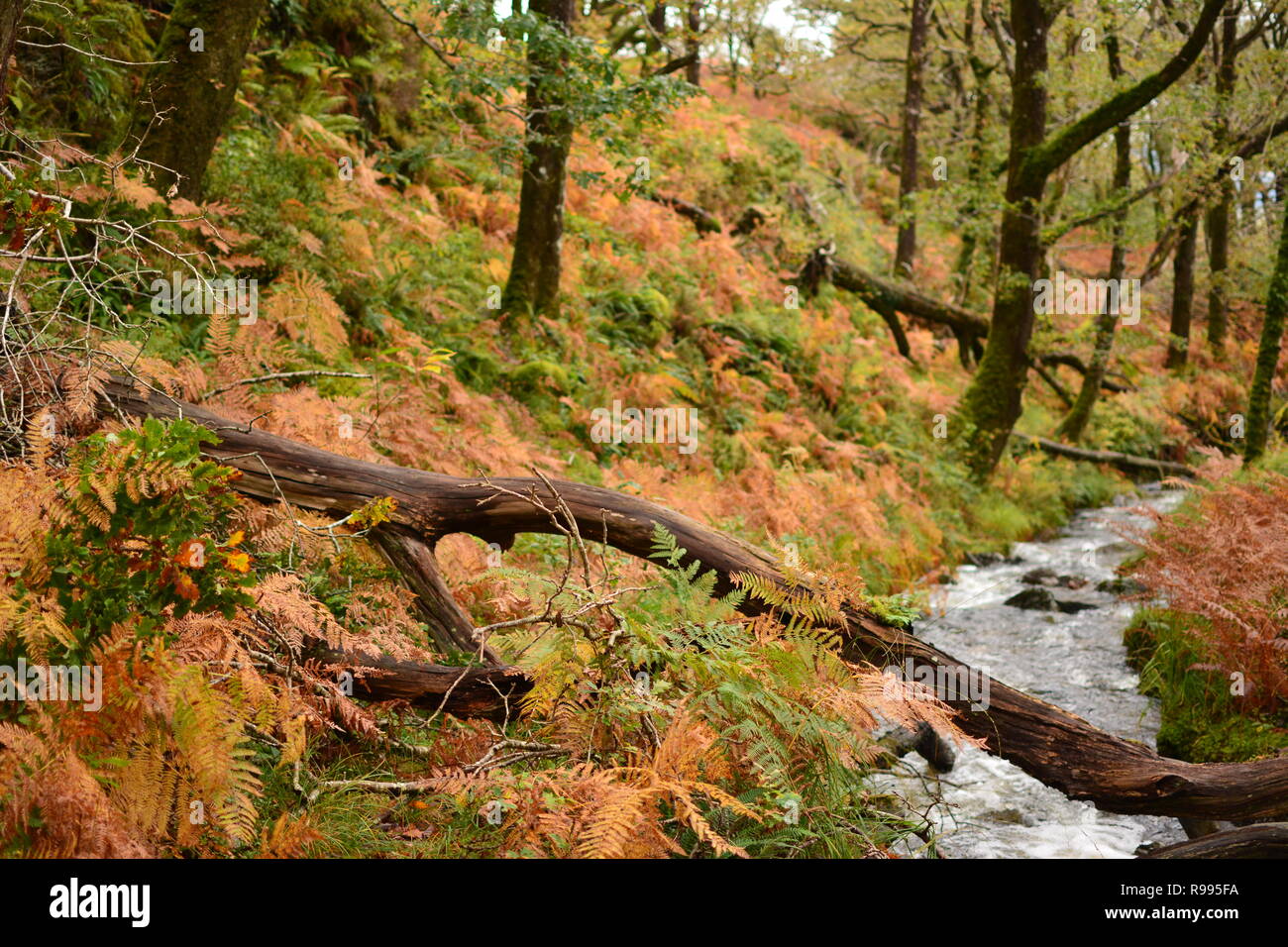 Bosque templado lluvioso, Ty Coed coch con arroyo de montaña Foto de stock