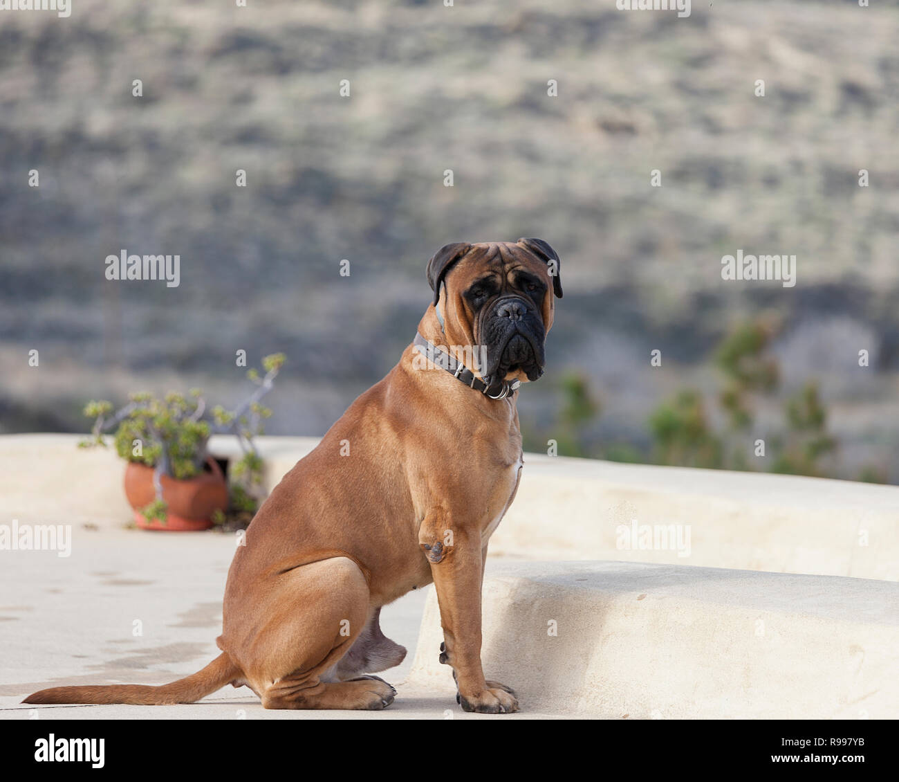 Bullmastiff perro macho. Aislados. Hermoso orgulloso Bully sentarse mirando a la cámara. Stock Image Foto de stock