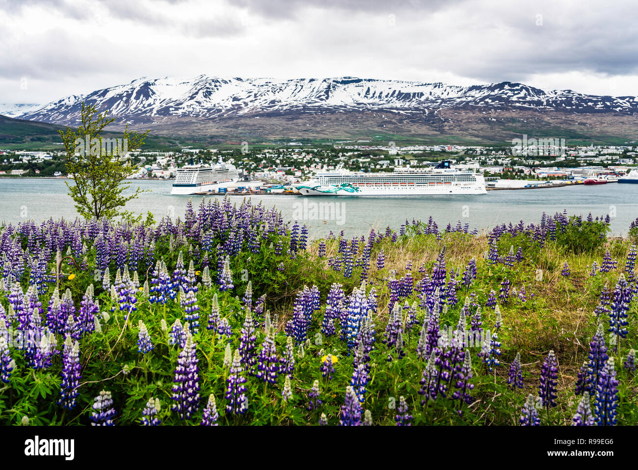 Una vista de los barcos crucero en puerto con flores cerca de Akureyri, Islandia, Europa. Foto de stock