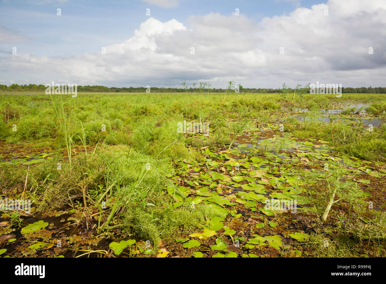 Zona pantanosa en el Refugio de Vida Silvestre Caño Negro. La provincia de Alajuela. Costa Rica. Foto de stock