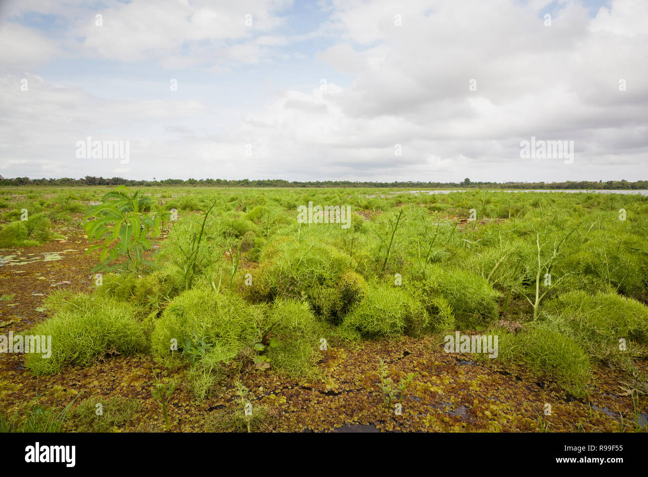 Zona pantanosa en el Refugio de Vida Silvestre Caño Negro. La provincia de Alajuela. Costa Rica. Foto de stock