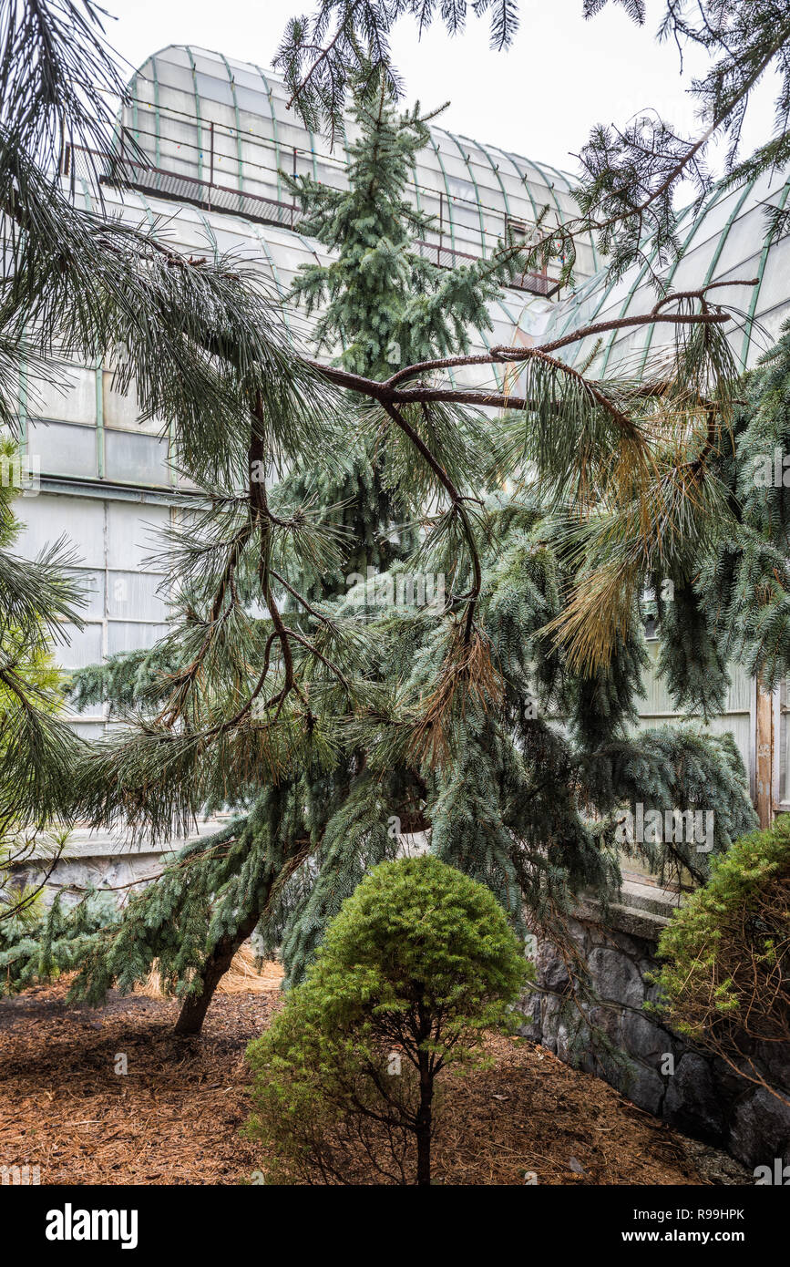 Árbol fuera de Lincoln Park Conservatory en un día nublado Foto de stock
