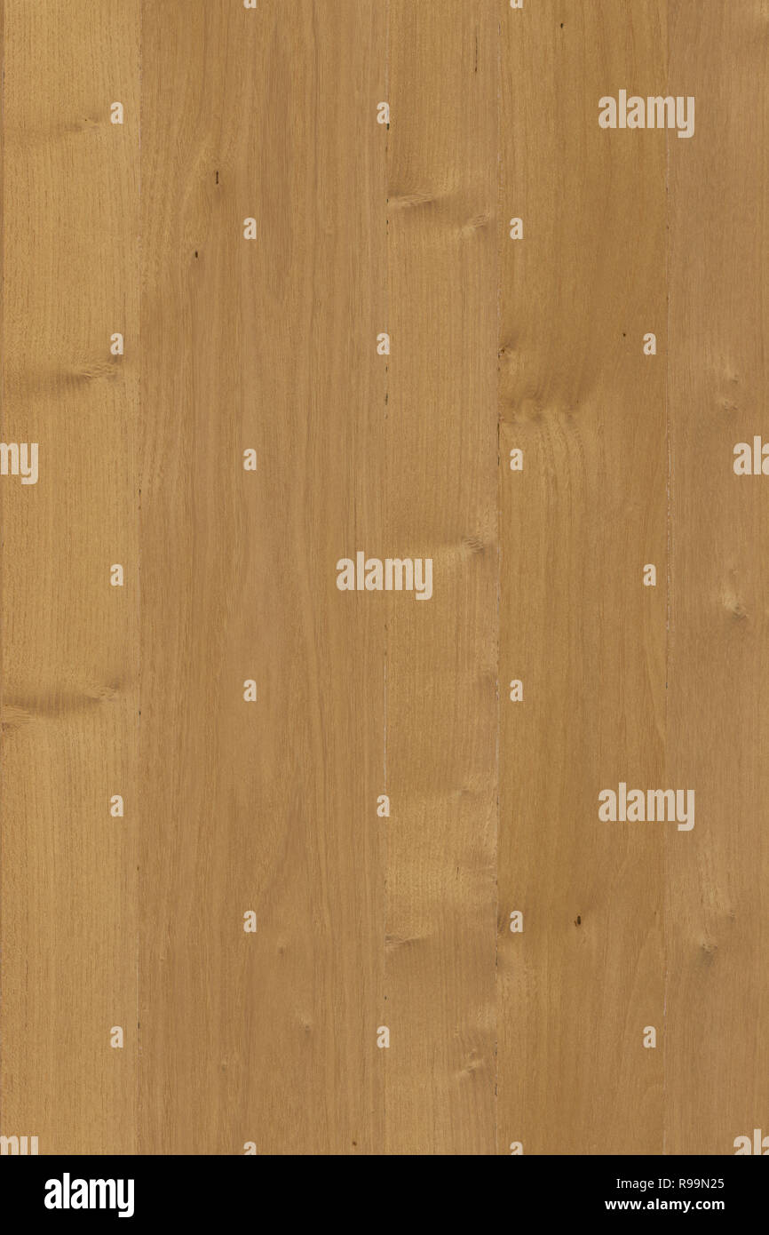 Árbol de madera de madera de acacia el papel tapiz de fondo de textura