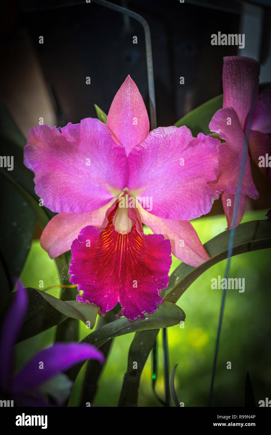 Cerrar bellas orquídeas Cattleya en el jardín Fotografía de stock - Alamy