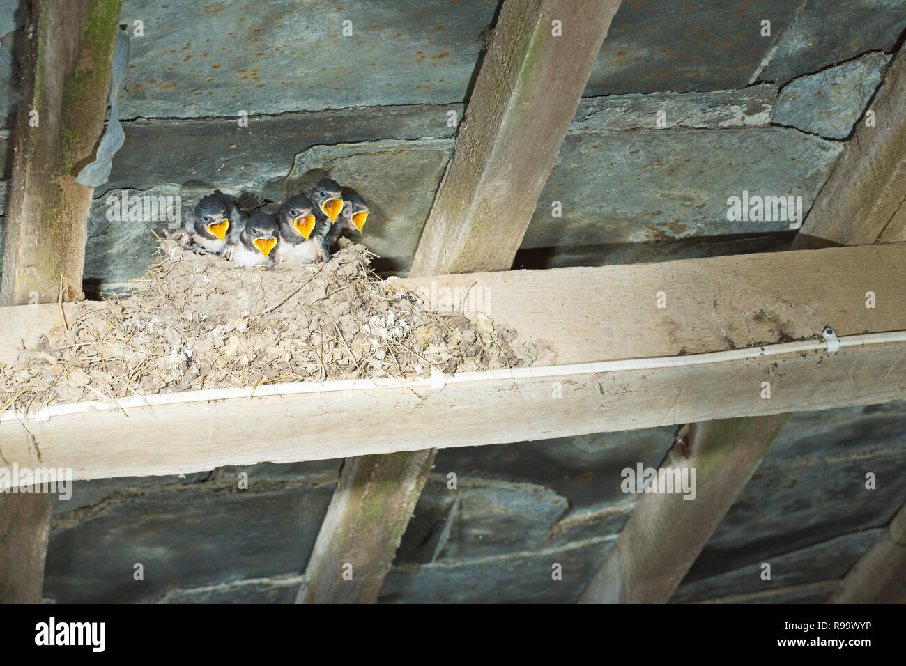 Un nido lleno de bebé traga con sus picos abiertos Foto de stock