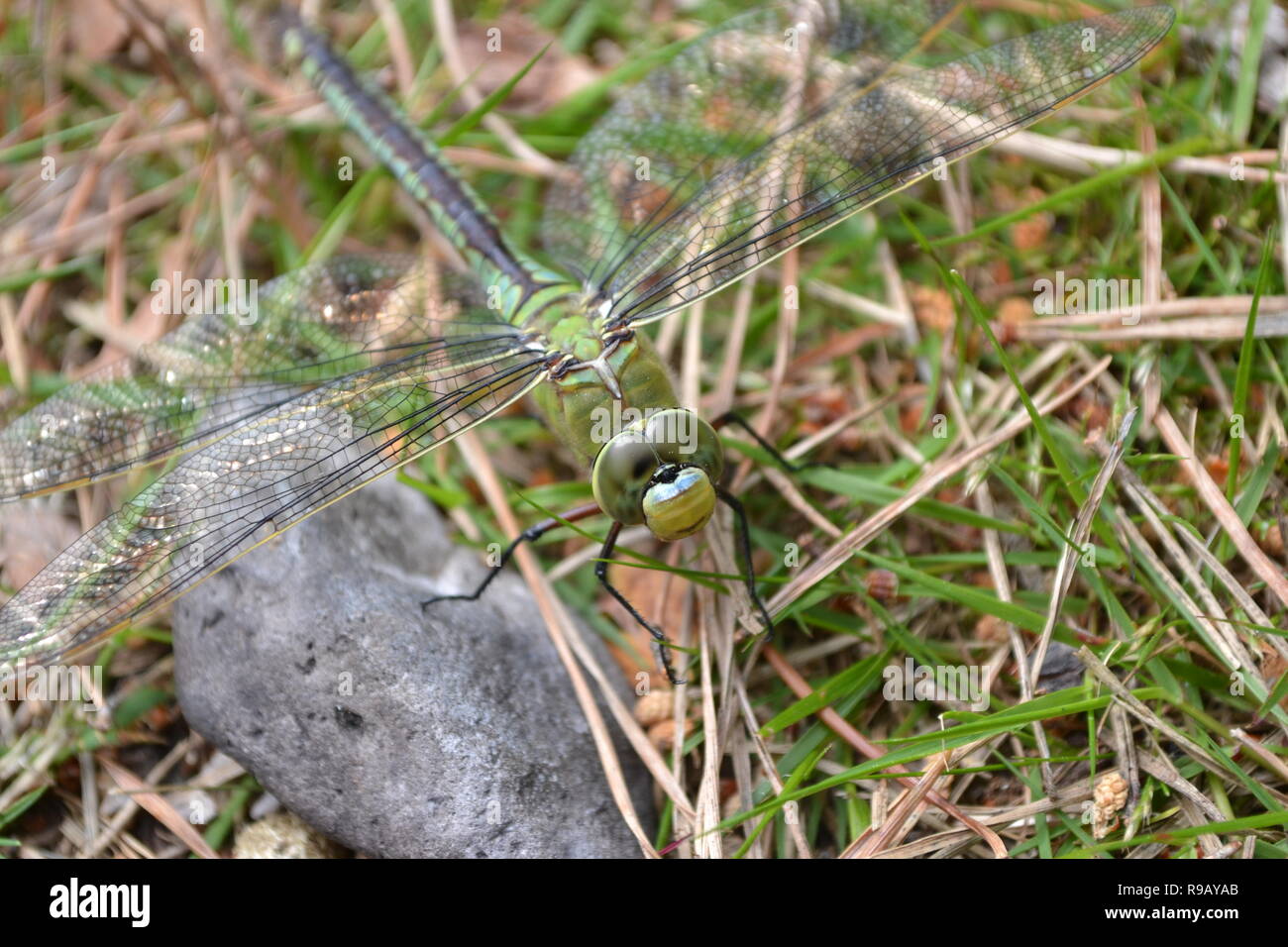 La libélula emperador, hembra, la isla de Brownsea, Hampshire, Reino Unido Foto de stock
