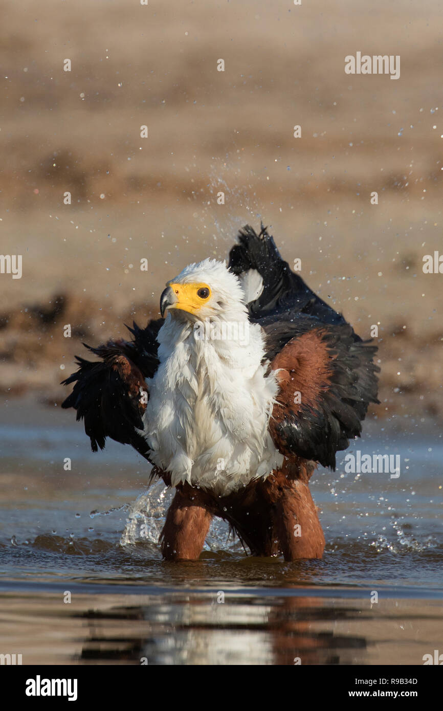 Águila pescadora africana (Haliaeetus vocifer) baño, río Chobe, Botswana, Foto de stock