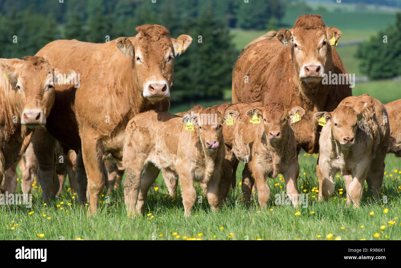Manada de ganado vacuno Limousin con terneros que pastan en pastos de montaña en el bosque de Bowland, Lancashire, Reino Unido. Foto de stock