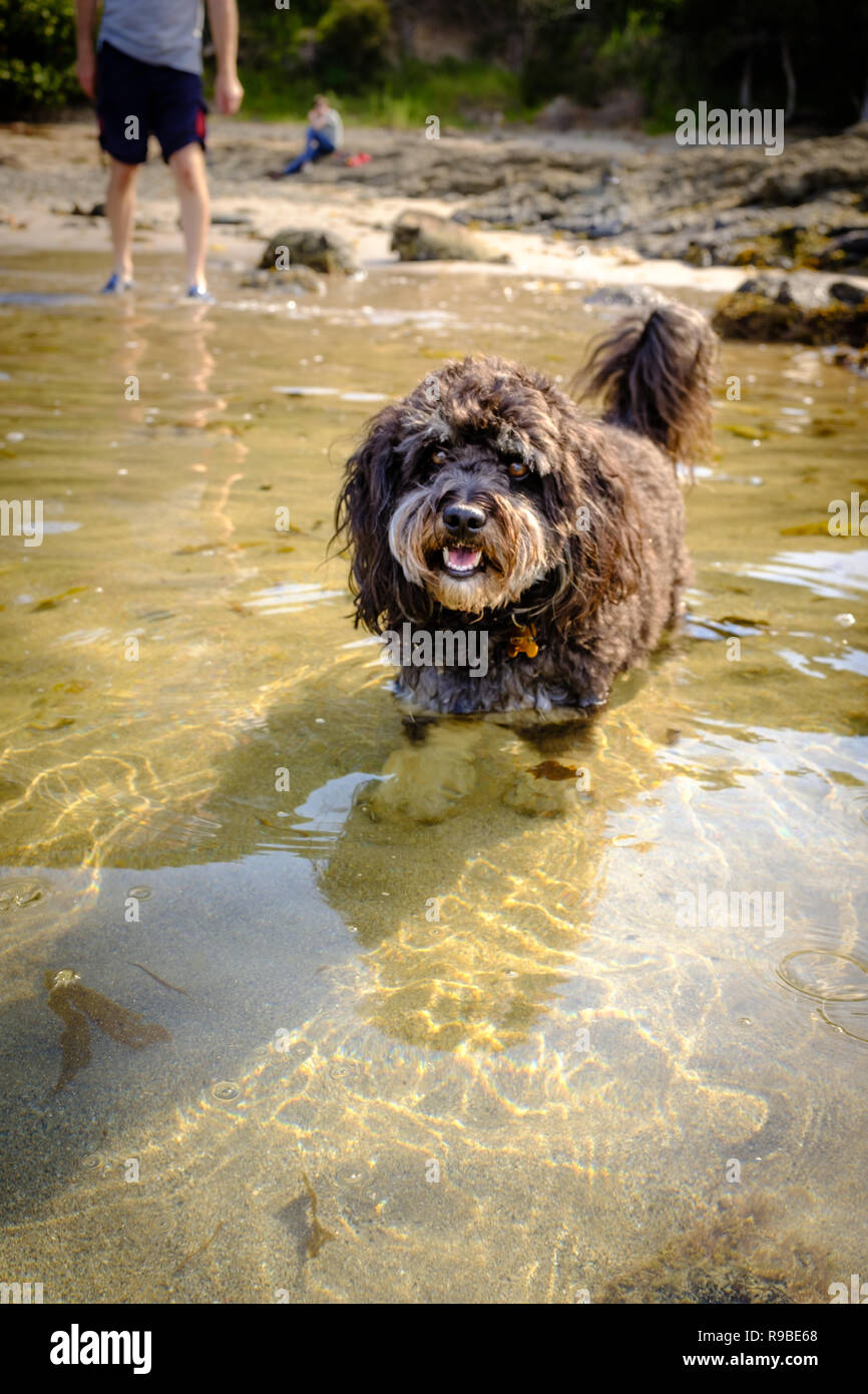 El perro de la familia mantiene fresco durante una ola de calor, remando en la playa, con miembros de su familia en segundo plano. Foto de stock