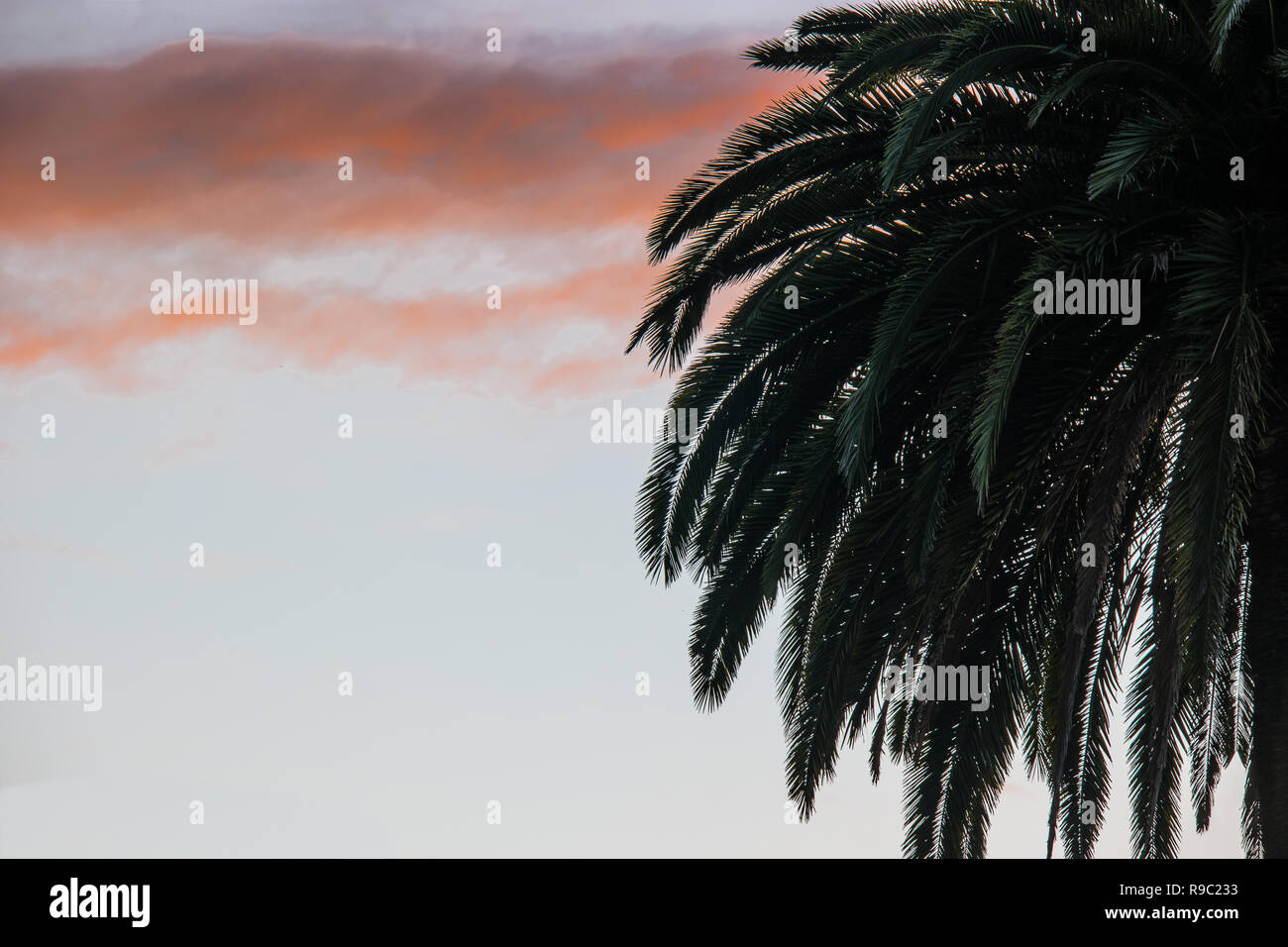Palmera al amanecer con nubes Foto de stock