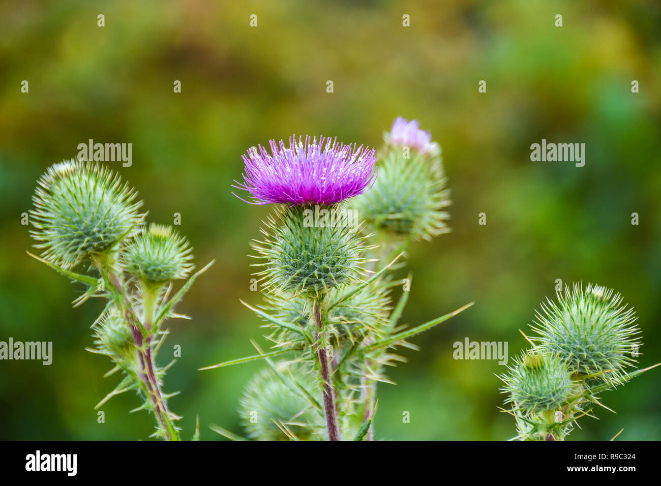 Floreciente del cardo mariano 'Silybum marianum' Flor. También conocida  como Cardo Santo, y el Cardo bendito Fotografía de stock - Alamy