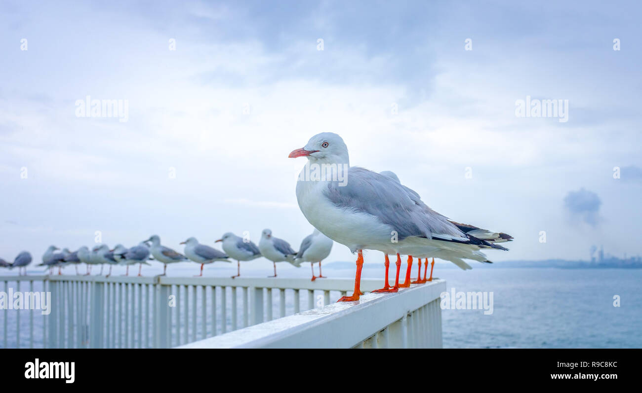 El surrealismo cotidiano, divertida línea de gaviotas uno que parece tener muchas patas rojas. Foto de stock